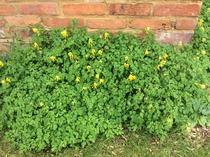 Rough winds do shake the darling buds of May: Alternative potting shed thread