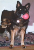 What sort of dog?