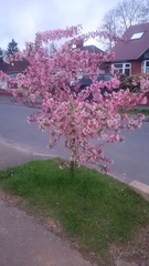 What is wrong with this tree?