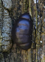 What the bloody hell is this creature in my outhouse?? [pic]