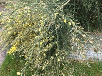Rough winds do shake the darling buds of May: Alternative potting shed thread