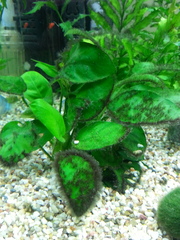 Please can you help with my algae issues.