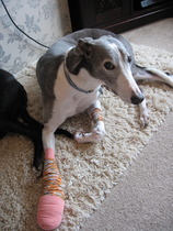 BUMSNET - where bums (and hopes) are raised in the quest for a BFP.