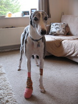 BUMSNET - where bums (and hopes) are raised in the quest for a BFP.