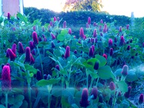 The 2015 Allotment / Veg Patch Thread Part 3 already!