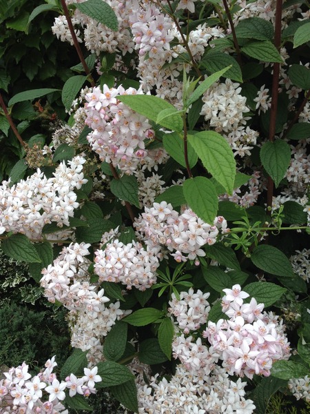 Rough winds do shake the darling buds of May: Alternative potting shed thread
