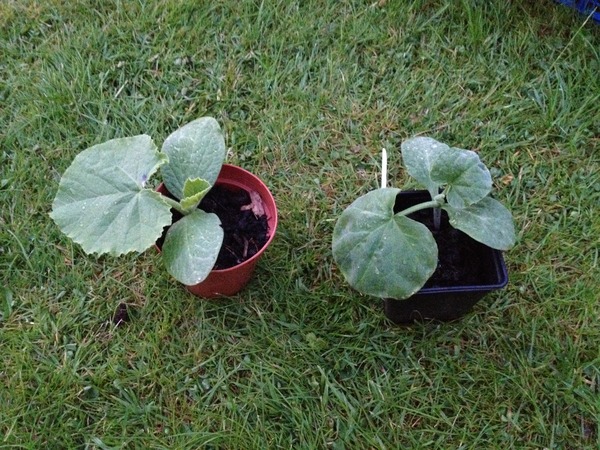 The 2015 Allotment / Veg Patch Thread Part 3 already!