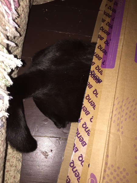 I can't find my cat anywhere (lighthearted)