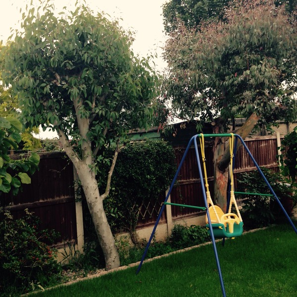 Eucalyptus trees, pollarding and tree surgeons