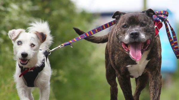 Not to understand why anyone could choose to have those ugly looking dogs?