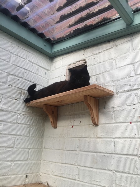 Lovely thread about our cats.
