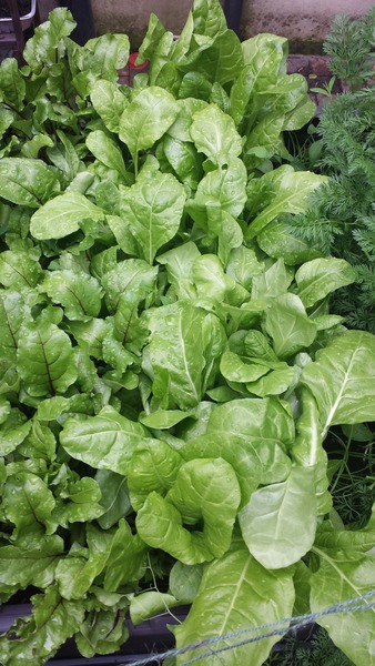The 2015 Allotment / Veg Patch Thread Part 3 already!