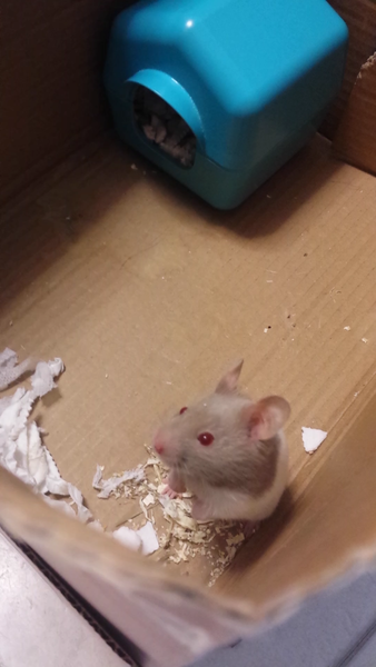New hamster. Name ideas appreciated