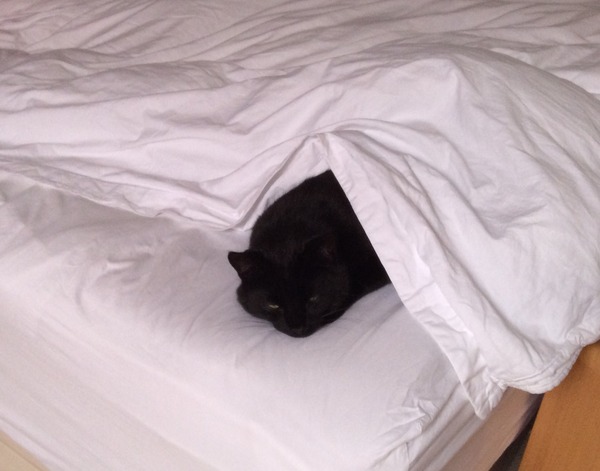 I can't find my cat anywhere (lighthearted)