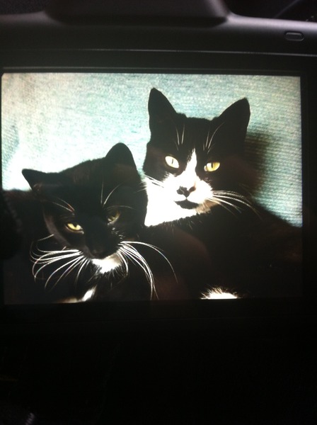 Our new cats are here!