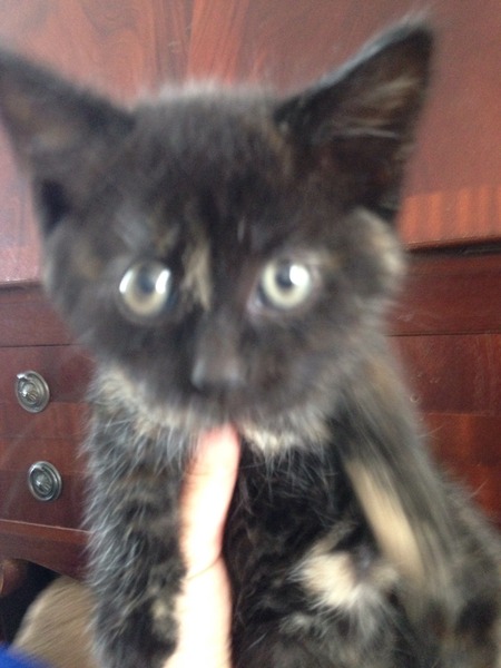 we have new kittens âº