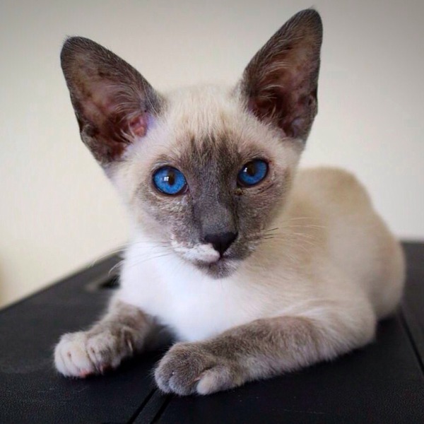 Bitey kitten!