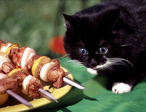 to have gatecrashed next doors barbecue and then vomited due to rubbish quality meat?