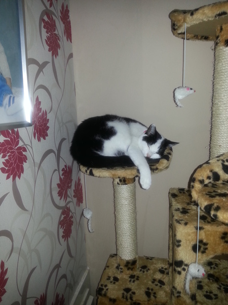 Lovely thread about our cats.