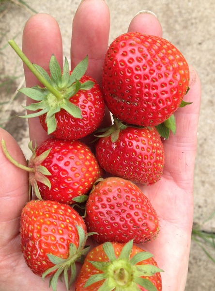The 2015 Allotment / Veg Patch Thread Part 3 already!