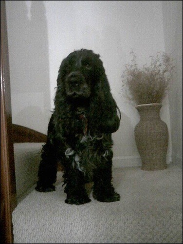 My dog was put to sleep today :(