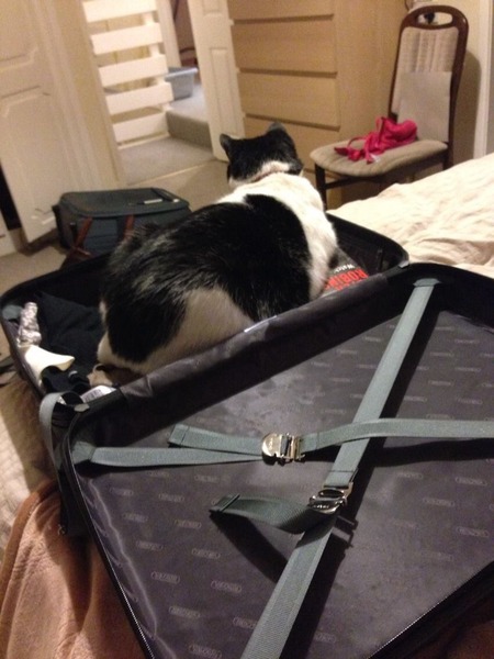 I can't find my cat anywhere (lighthearted)