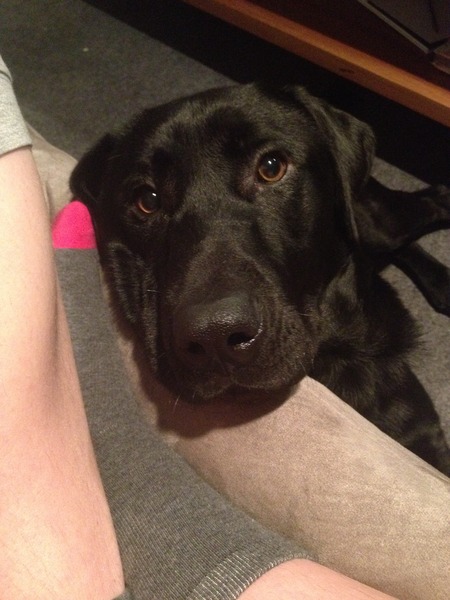Scout, our lab x rescue is home :) (with photo)