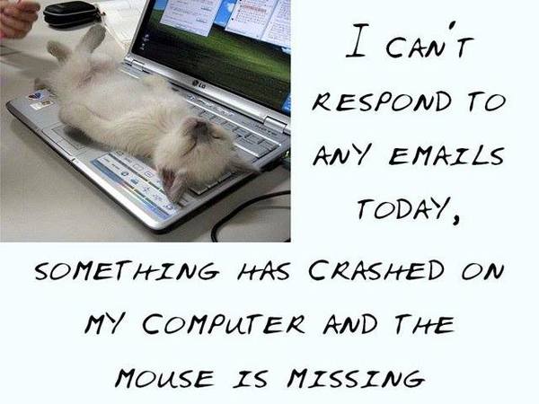 Aibu to move the cat off the laptop?!