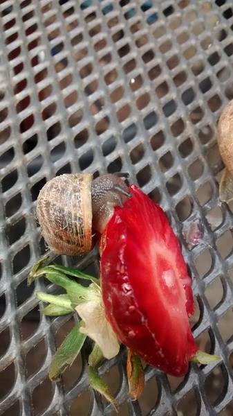 to not give a toss that I'm vegan and just killed 40-50 slugs and snails