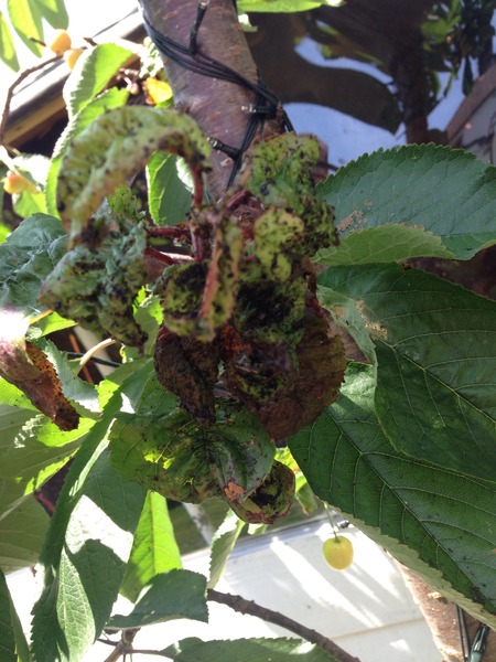 What is this on our tree?