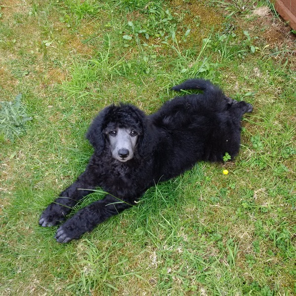 Finally have our new puppy