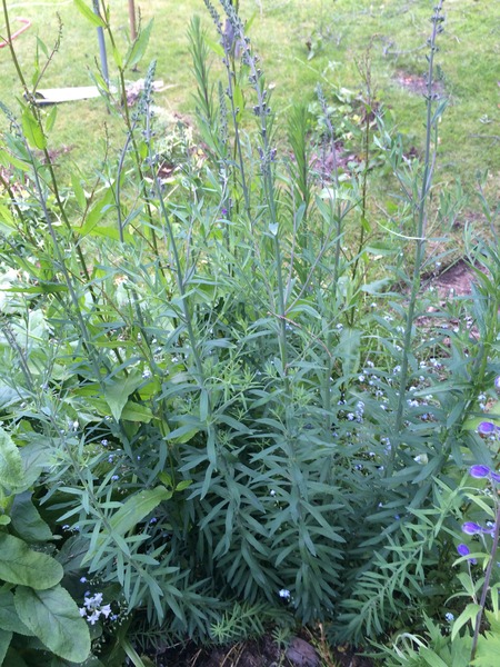 Is this a pretty weed or an actual plant...?