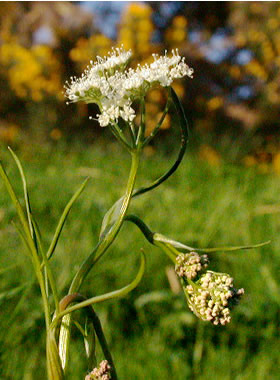 Hemlock!!! EEK- how to dispose of it?