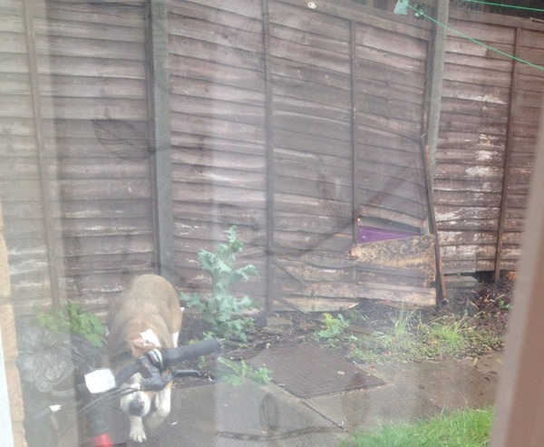 What to do about garden fence?