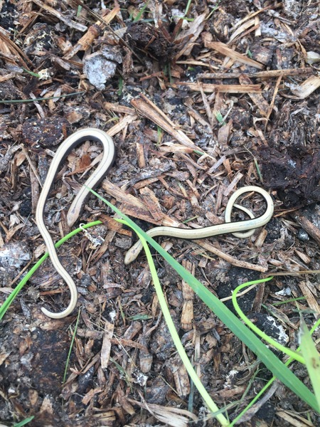 to think slow worms are lovley