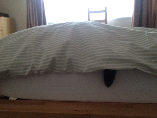 I can't find my cat anywhere (lighthearted)