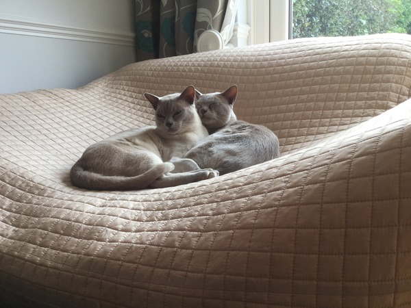 I luffs me bruvver
