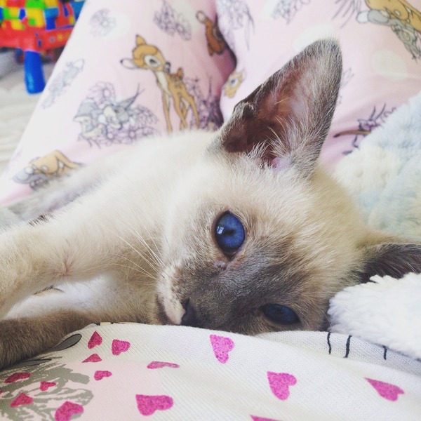 Bitey kitten!