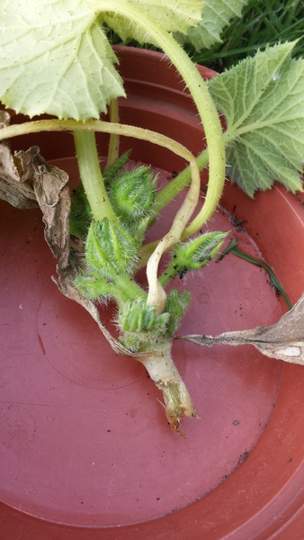 The 2015 Allotment / Veg Patch Thread Part 3 already!