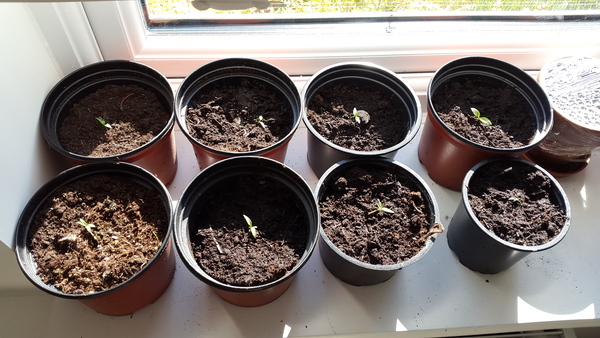 Can I plant these tomato seedlings straight outside now?