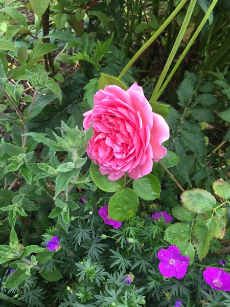 Rough winds do shake the darling buds of May: Alternative potting shed thread