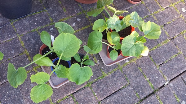 The 2015 Allotment / Veg Patch Thread Part 3 already!