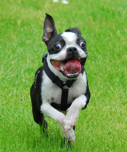 Not to understand why anyone could choose to have those ugly looking dogs?