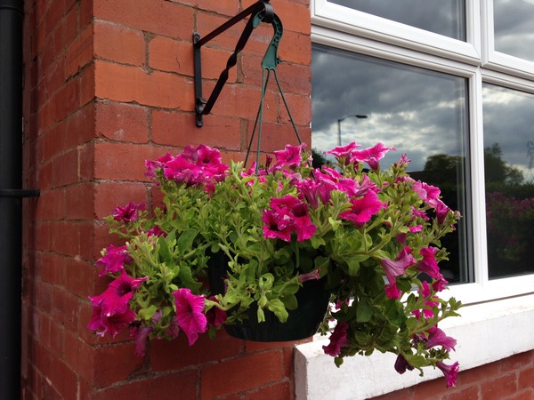 How often do I need to water this basket (pic)!