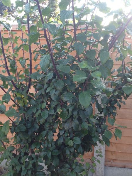 Please identify this plant