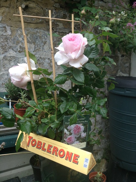 Rough winds do shake the darling buds of May: Alternative potting shed thread