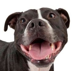 Not to understand why anyone could choose to have those ugly looking dogs?
