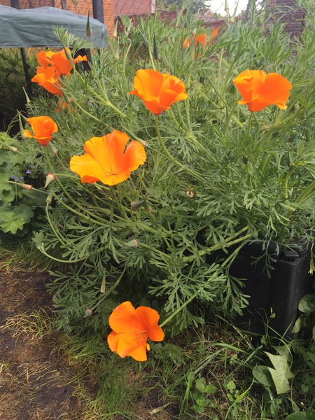 The 2015 Allotment / Veg Patch Thread Part 3 already!