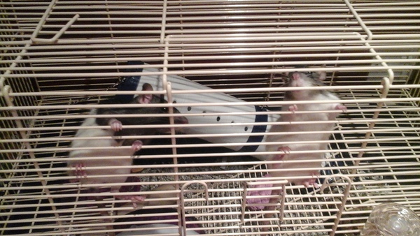 Get your rat[s] out!