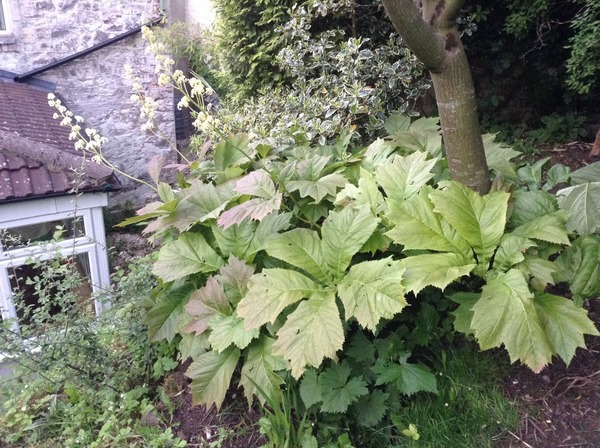 What is this plant and can I split it?
